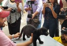 Presentan a raro ejemplar de jaguar negro nacido en el Zoológico de Culiacán