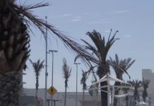 Retirar o sustituir Palmas de Malecón de Mazatlán no corresponde al Gobierno del Estado