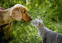 AYUNTAMIENTO DE ROSARIO OFRECERÁ CAMPAÑA DE ESTERILIZACIÓN GRATUITA PARA MASCOTAS DOMESTICAS (PERROS Y GATOS).