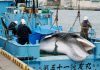 Reanuda Japón caza de ballenas tras más de 30 años