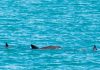 ‘Hogar’ de la vaquita marina es declarado por la Unesco como Patrimonio Mundial en peligro