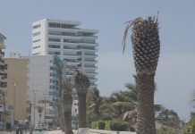 Usted Qué Puede Hacer por las Palmeras del Malecón?