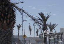 Penoso el Estado Físico de las Palmeras del Malecón