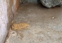 Se convierte Carpa Olivera en baños públicos