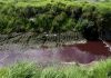 Río de sangre incomoda a habitantes de Toluca