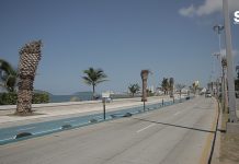 Autoridades de Mazatlán Sordas y Ciegas Ante Muerte de Palmeras del Malecón