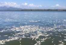 COEPRISS recomienda no consumir peces que aparecen muertos en la bahía de Teacapan.