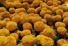 El Cempasúchil la Flor de los Muertos