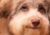 Perro se viraliza en redes sociales por tener «rostro humano»