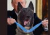 Trump recibirá en la Casa Blanca a ‘Conan’, el perro que acabó con Al-Baghdadi