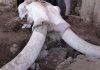Hallan trampas para mamut en Tultepec; son las únicas en el mundo