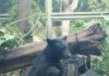 Zoológico de Culiacán rescata exitosamente a oso negro; esta especie en peligro de extinción tiene aquí su nuevo hogar