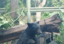 Zoológico de Culiacán rescata exitosamente a oso negro; esta especie en peligro de extinción tiene aquí su nuevo hogar