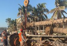 Palmeras del Malecón Serán Sustituidas por Cocoteras