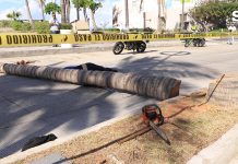 Trabajador Fallece al Caerle una Palmera en Mazatlán
