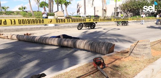 Trabajador Fallece al Caerle una Palmera en Mazatlán