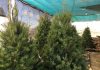 Prefieren pinos navideños artificiales antes que naturales
