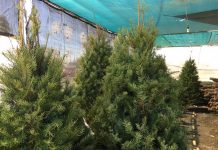 Prefieren pinos navideños artificiales antes que naturales