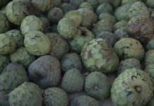 Conoces la Chirimoya?, Tiene Muchos Beneficios