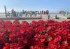 Flores de Nochebuena en Malecón, Usted Qué Opina?