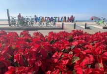 Flores de Nochebuena en Malecón, Usted Qué Opina?