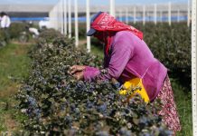 Sinaloa registra un 2.7 % de crecimiento en su Producto Interno Bruto del 2018