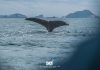 La Impresionante experiencia con las Ballenas Jorobadas