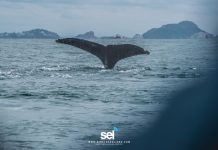 La Impresionante experiencia con las Ballenas Jorobadas