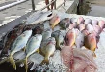 Del Mar a la Cacerola, Rico Pescado con el “Motolongo” en Playa Norte