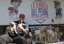 La Terraza del Perro; hotel y spa para tu mascota