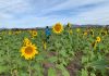 ¿Ya conoces el Campo de los Girasoles en Mocorito?