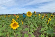 ¿Ya conoces el Campo de los Girasoles en Mocorito?