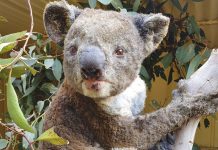 Animales que corren peligro por los incendios de Australia