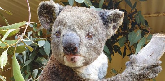 Animales que corren peligro por los incendios de Australia