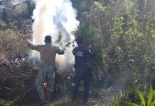 Plantío de marihuana y «tendedero» son asegurados por la Policía Estatal y SEMAR; finalmente son destruidos