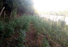 Secretaría de Marina y Policía Estatal destruyen un plantío de marihuana y localizan un laboratorio