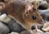 Ahora es el Hantavirus el que alerta a China con una muerte.
