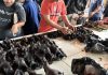 China vuelve a vender carne de murciélago