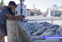 Señalan pescadores mala temporada de “pajaritos”