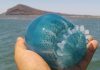 Facilitará Conapesca permisos para la pesca de Medusa Bola de Cañón Azul y Medusa Bola de Cañón Ámbar