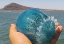 Facilitará Conapesca permisos para la pesca de Medusa Bola de Cañón Azul y Medusa Bola de Cañón Ámbar