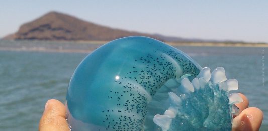 Facilitará Conapesca permisos para la pesca de Medusa Bola de Cañón Azul y Medusa Bola de Cañón Ámbar