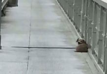 Perrito espera durante días a su amo en puente donde se suicidó