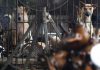 Mataban perros y gatos para vender su carne; caen in fraganti