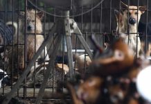 Mataban perros y gatos para vender su carne; caen in fraganti