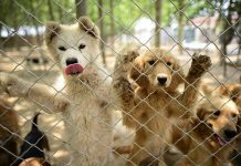 Pandemia arruina la ‘Fiesta de la carne de perro’ en China