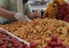 Se va la ciruela, llega el mango «Perlita»