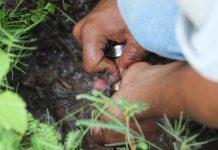 Detecta JUMAPAM 17 tomas clandestinas en la última semana