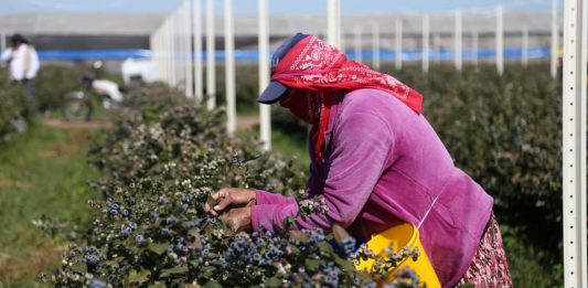 Fortalece a Sinaloa sus sectores primarios de la economía