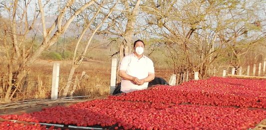 Se desploman las ventas de ciruelas en Aguacaliente de Gárate